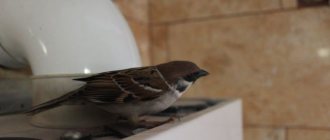 How to catch a sparrow: proven methods and personal experience
