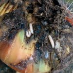 how to water onions with kerosene to prevent onion flies