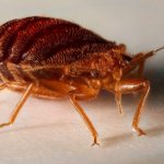 How to use a smoke bomb against bedbugs correctly: is it effective?