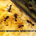 How to use ant repellents correctly