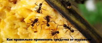 Как правильно применять средства от муравьев