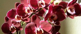 Как правильно выращивать орхидеи из Вьетнама