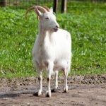 Как правильно зарезать и разделать козу
