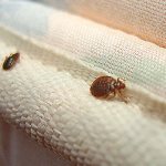 As a rule, numerous eggs, nymphs and excrement of bedbugs are found at such seams