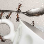 How to prevent ants