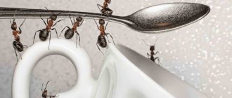 Как предупредить появление муравьев