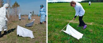 How to check your dacha for ticks in the grass