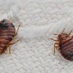 How to recognize and get rid of bedbugs on the first try