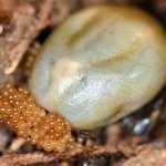 How ticks reproduce - stages of development and features