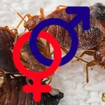 how do bedbugs reproduce