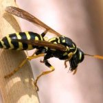 How wasps reproduce, life cycle, how long they live