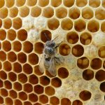 Как развивается пчеловодство в Башкирии