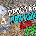 how to make a bird trap out of a bottle