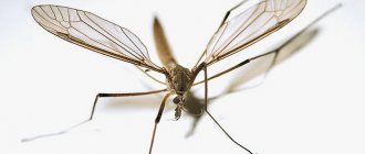 Как убить комара в комнате