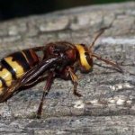 How to remove a hornet nest without consequences