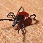 What does a tick look like?