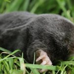 what does a mole look like photo