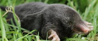 what does a mole look like photo