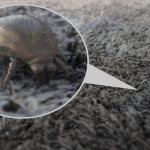 What does a dust mite look like?