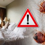 what do bedbugs look like picture
