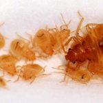 What do bed bug larvae look like?