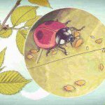 how to grow ladybugs at home