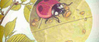 how to grow ladybugs at home