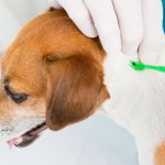 how to remove a tick from a dog