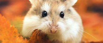 How to remove fleas from a hamster