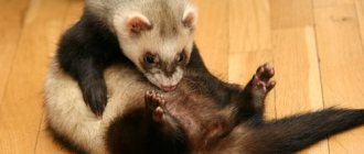 How to remove fleas from a ferret