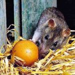 Как вывести крыс из курятника без риска для птиц: народные методы, ультразвук, яды