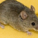 How to get mice out of the house: the most effective ways
