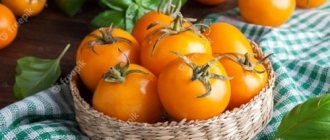 как заготовить желтые помидоры на зиму