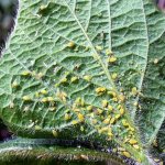 How to spot aphids on plants