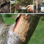 How to protect trees in the garden from rodents