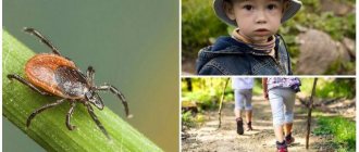 How to protect yourself from ticks in nature