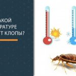 What temperature should it be for bedbugs, their eggs and larvae to die, will washing and ironing help against bedbugs