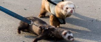 What sounds does a ferret make?