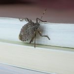 картинка жуки на балконе