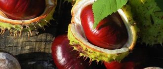 Chestnuts as an effective remedy for moths