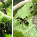 Классический пример трофобиоза — муравьев и тли