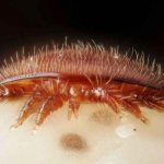 Varroa mite