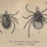 Ticks of the genus Ixodes