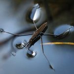 Water strider bug