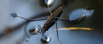 Water strider bug
