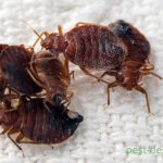 bedbugs