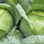 Heads of cabbage that ripen in the mid-late period are intended for fresh consumption and the preparation of any dishes, suitable for pickling