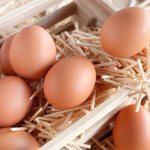 When do pullets start laying eggs?
