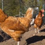 When to buy laying hens