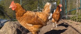When to buy laying hens